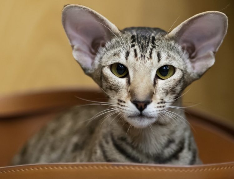 Oriental Bicolor Kedi Irkı Özellikleri Karakteri Bakımı ve Beslenmesi