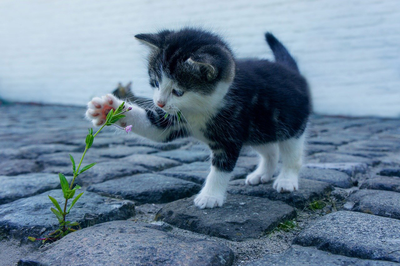Dişi Kedi Kısırlaştırma Operasyonu