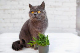 Kedi Nanesi Kullanımı: Kedi Nanesi Nedir?