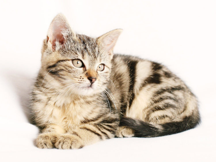 Dişi Kedi Kısırlaştırma Operasyonu