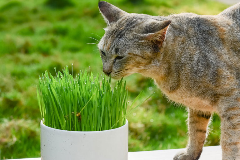 Kedi Nanesi Kullanımı Kedi Nanesi Nedir?