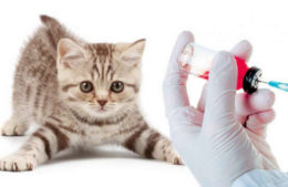 Kedilerde Karma Aşı Ne İşe Yarar?