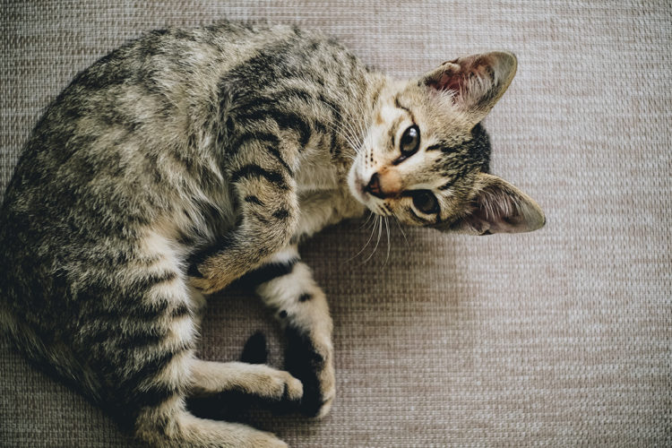 Kedilerde Mantar Hastalığı Belirtileri ve Tedavisi