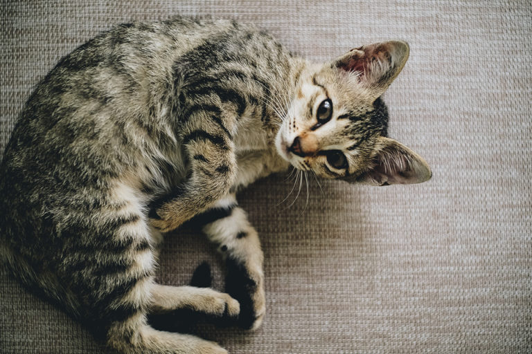 Kedilerde Mantar Hastalığı Belirtileri ve Tedavisi