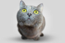 Kedilerde Zeka Gelişimi: Kediler İçin Zeka Oyuncakları