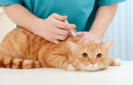 Kedilerde Lösemi Aşısı Ne Zaman Yapılır ve Ne İşe Yarar?