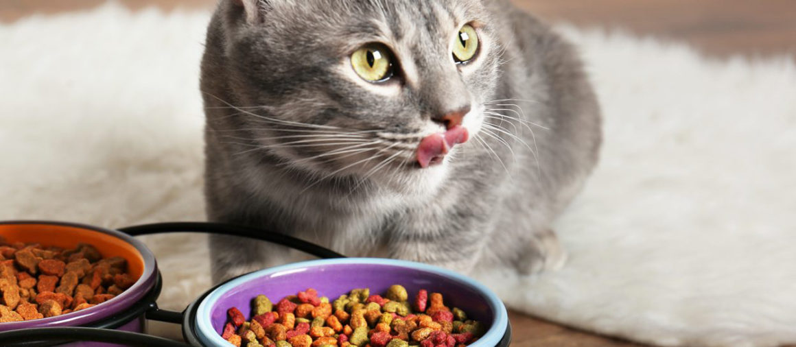 Kedi Kokusu Nasıl Giderilir? Kedi Kokusuna Öneriler