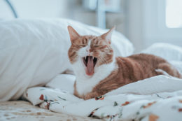 Dişi Kedilerde Kızgınlık Döneminde Bilmeniz Gerekenler