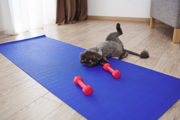 Kedinizi Formda Tutmak İçin Yaptırabileceğiniz Egzersizler