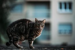 Sokak Kedileri  Nasıl Beslenmeli?