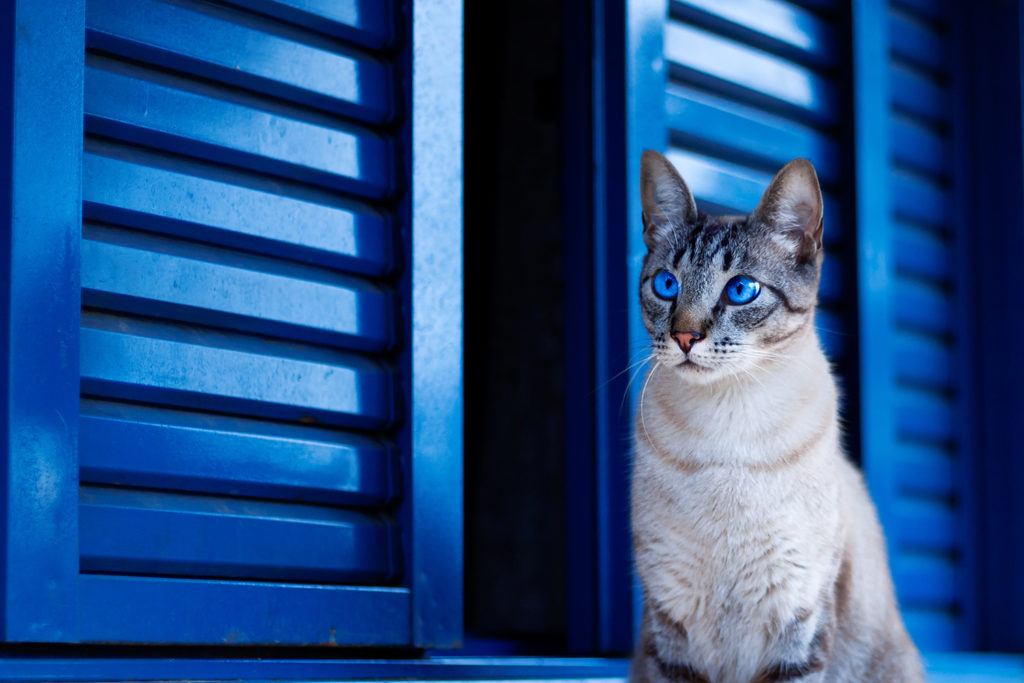 kedi saçkıran