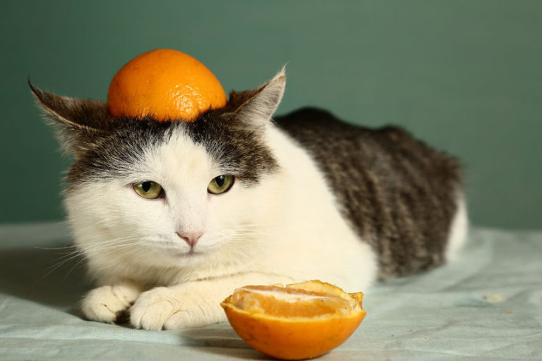 Kedi Vitaminleri Kediler İçin Gerekli Olan Vitaminler