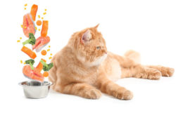 Tahılsız Kedi Mamaları Sağlıklı Mı? Faydaları Nelerdir?