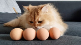 Kediler Yumurta Yer Mi? Kediler Nasıl Yumurta Yer?