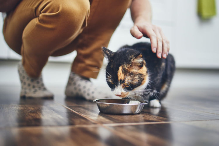 Kısırlaştırılmış Kedi Bakımı ve Beslenmesi Nasıl Olmalı?