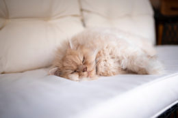 Kedi Yatağı Seçimi Nasıl Olmalıdır?