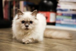 Kedi Irkları: Türkiye’de Beslenen En Popüler Kediler
