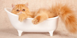 Kedinizin Banyoya İhtiyacı Olup Olmadığını Nasıl Anlarız?