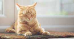 Kediler Neden Çok Uyur? Kedilerin Uyku Süresi