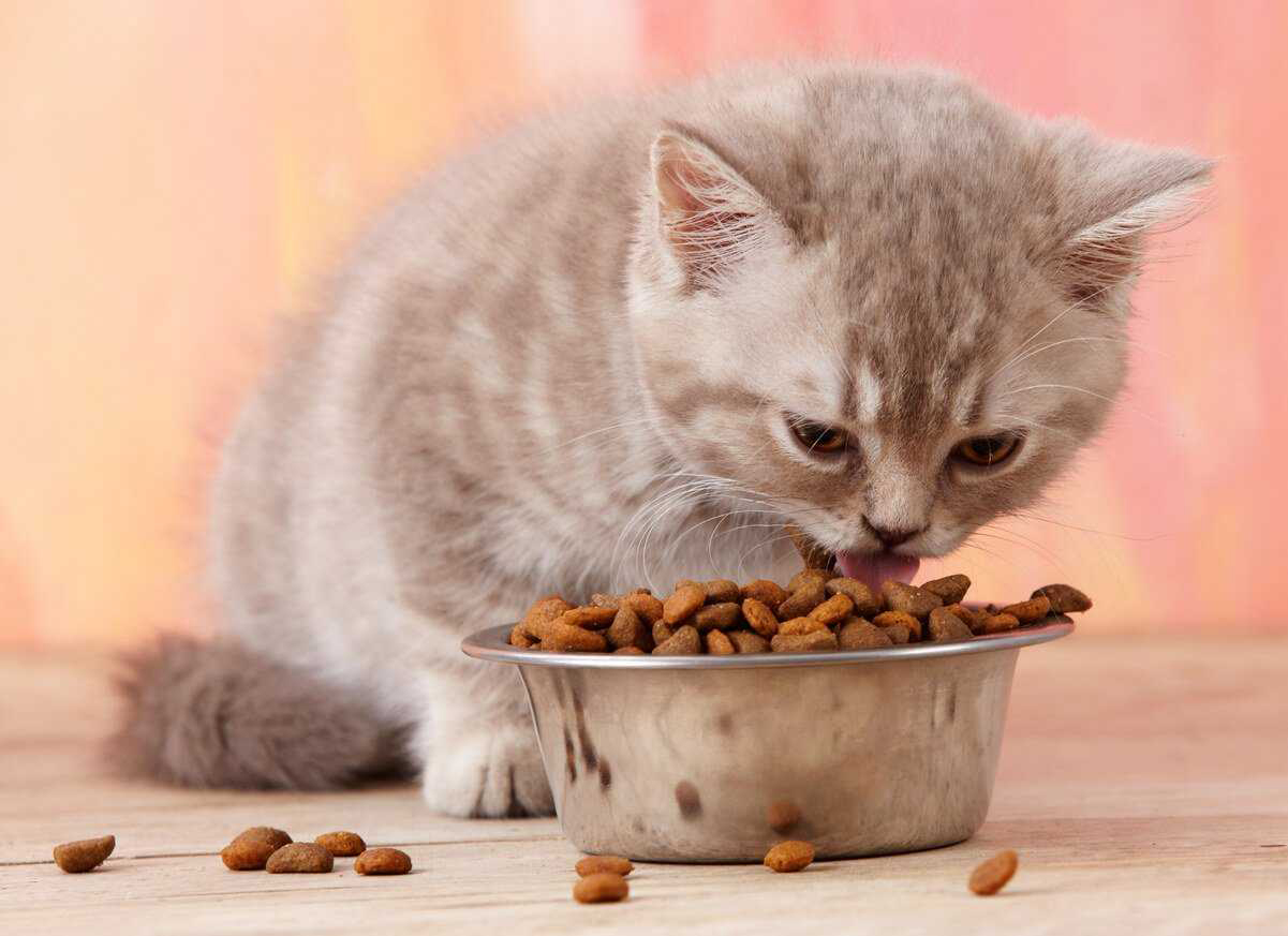 Hamilelik Dönemindeki Kedilerin Bakımı ve Beslenmesi