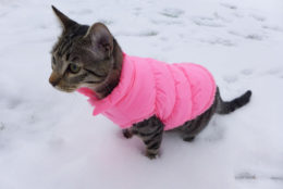 Kediler Soğuk Havada Üşür Mü?