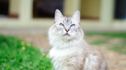 Kedilerde Kalın Bağırsak İltihabı Belirtileri ve Tedavileri