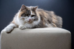 Kedilerde Mesane Enfeksiyonu Görülme Nedenleri