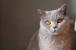 Kedilerde Göz Kuruluğu Nedenleri ve Tedavileri