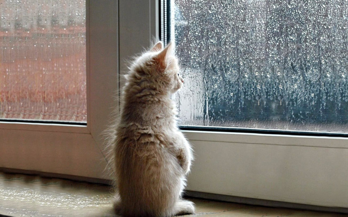 Kedilerin Pencereyi Sevmesinin 12 Nedeni