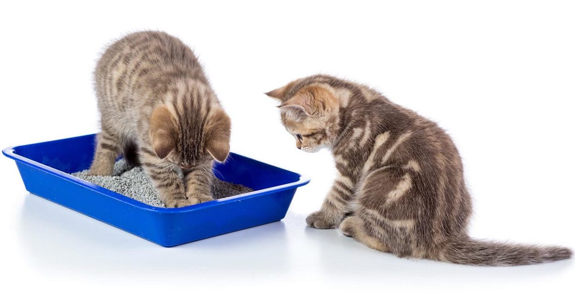 Kedi Tuvalet Eğitimi Nasıl Verilir?