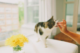 Kedi Vitaminleri: Kediler İçin Gerekli Olan Vitaminler