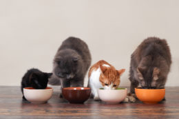 Kediler İçin En Zararlı Yiyecekler Nelerdir?