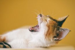 Kedilerde Ağız Bakımı Nasıl Yapılır?