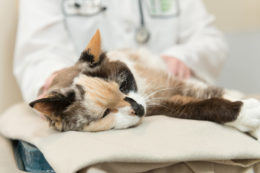 Kedilerde Böbrek Taşı Rahatsızlığı Belirtileri ve Tedavileri