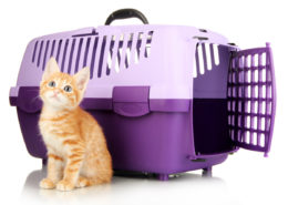 Kediler Taşıma Kabına Nasıl Alıştırılır?