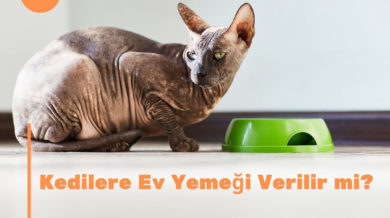 Kediler Ton Baligi Yer Mi Ton Baligi Kedilere Faydalari Kedibilgi Com