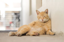 Kedilerde FIV Hastalığı Nedenleri, Belirtileri ve Tedavileri