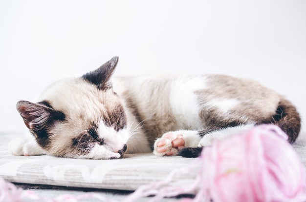 Kediler Gündüz Neden Çok Uyur
