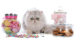 Kedilere Yasaklı Yiyecekler: Asla Bunları Vermeyin