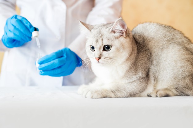Kedilerde Karma Aşının Önemi Nedir