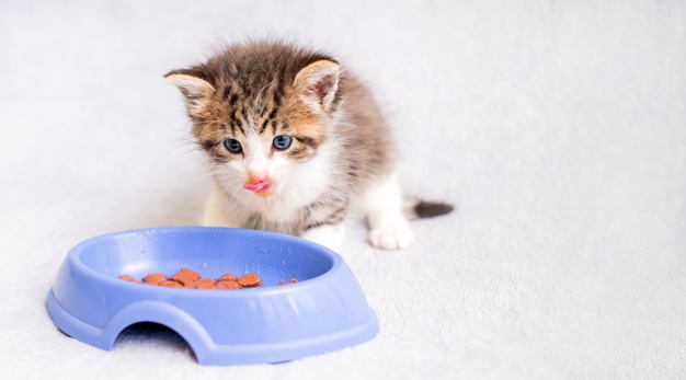 Yavru Kediler İçin Beslenme Nasıl Olmalıdır