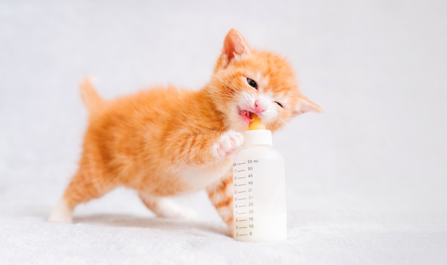 Yavru Kediler İçin Beslenme Nasıl Olmalıdır