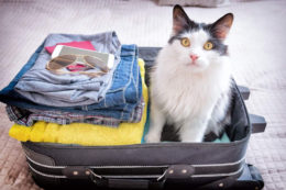 Kedi Pasaportu Nedir Nasıl Çıkarılır?