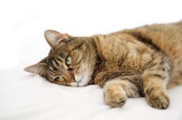 Kedilerde Yanlış Beslenme Kaynaklı Hastalıklar