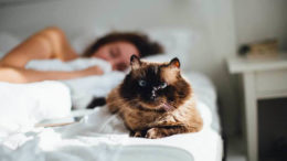 Kedilerle Birlikte Uyumak İyi mi?
