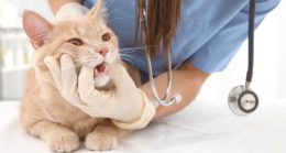 Kedilerde Diş Eti Rahatsızlıkları Nelerdir?