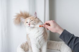 Kedilerde Diş Fırçalama Nasıl Olur?