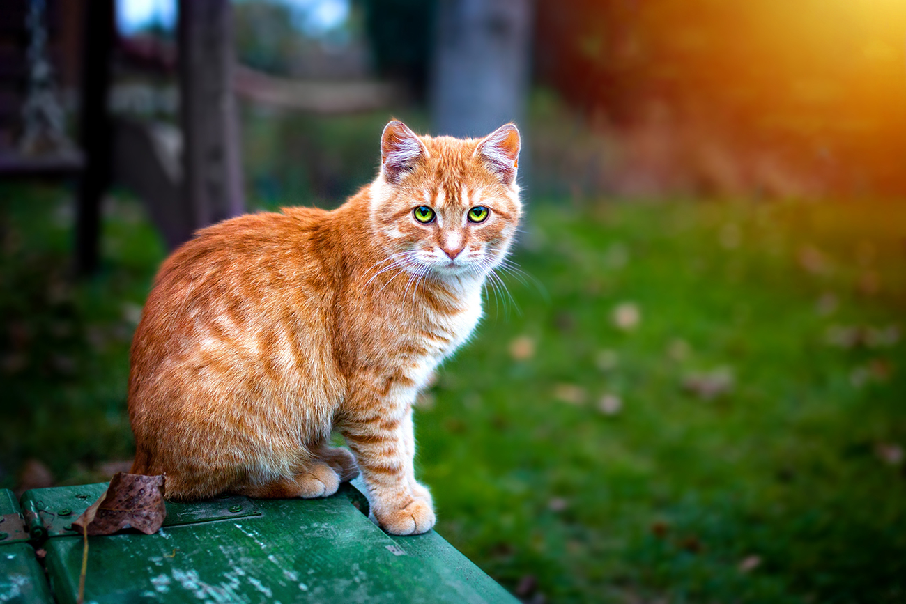 Kedilerde Tüy Yumağı Nedir? Ne Gibi Sorunlara Yol Açar?
