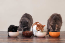 Yaşlı Kedilerde Beslenme Nasıl Olmalı