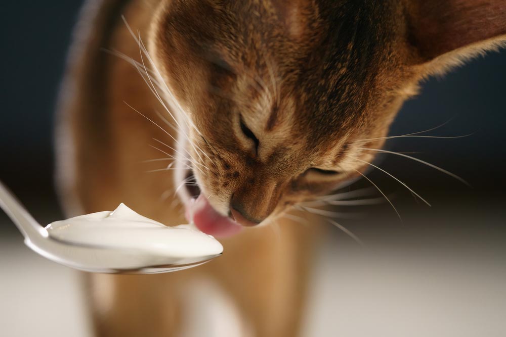 Kediler Yogurt Yer Mi Kedime Yogurt Vermeli Miyim Kedibilgi Com